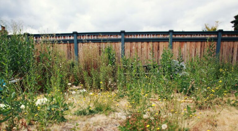 from overgrown to outstanding restoring a neglected garden step by step