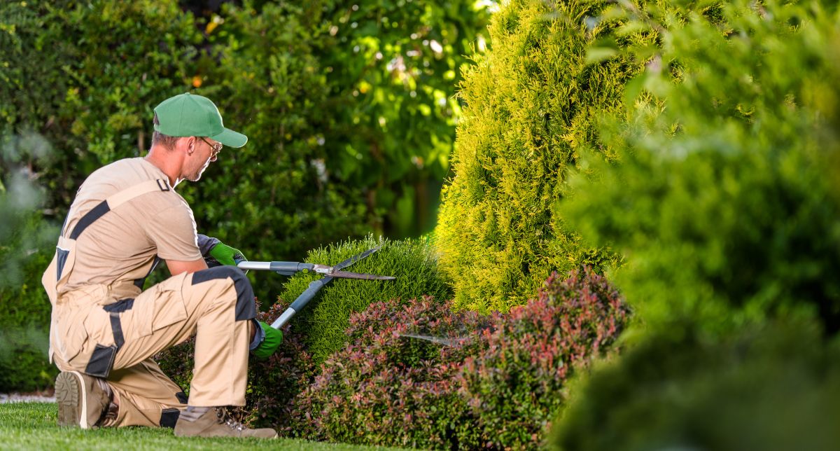 june garden maintenance in pretoria what to do this month